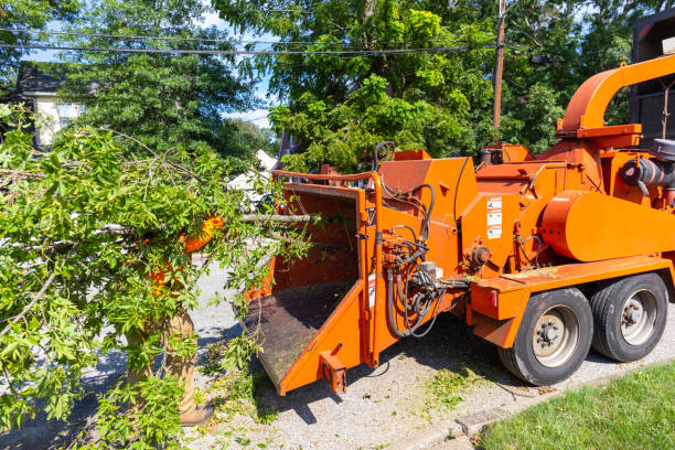 Trusted Woodhaven, MI Tree Service Experts